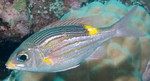 Large-eye bream swims